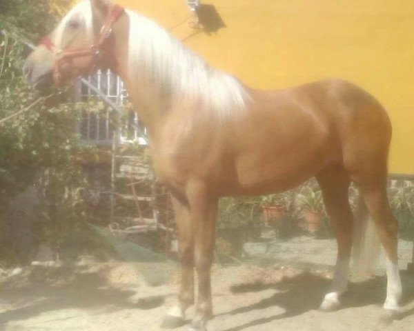 Pferd RUMBERO (Lusitano, 2010)
