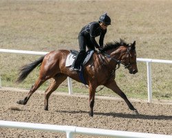 horse Stute von Quality Road xx (Thoroughbred, 2017, from Quality Road xx)