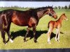 broodmare RAFINESSE JR (Mecklenburg, 1996, from Rapallo)