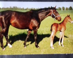 broodmare Rafinesse JR (Mecklenburg, 1996, from Rapallo)