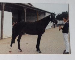 broodmare Wendora JR (Mecklenburg, 2004, from Weissenburg)