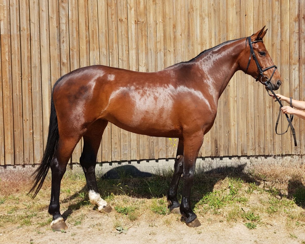 broodmare Farina Jer (Hanoverian, 2010, from Fabriano)