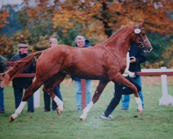 stallion Westlite (Hanoverian, 1998, from Wolkentanz I)