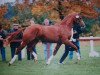 stallion Westlite (Hanoverian, 1998, from Wolkentanz I)