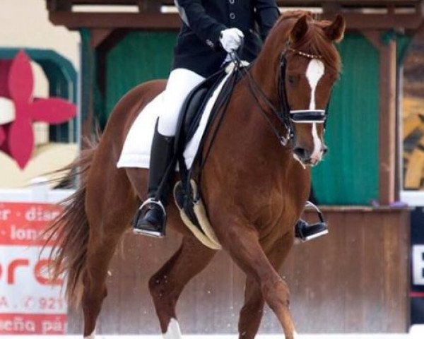 dressage horse For Olimpic Games (Hanoverian, 2008, from First Dance)