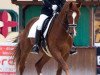 dressage horse For Olimpic Games (Hanoverian, 2008, from First Dance)