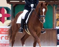 dressage horse For Olimpic Games (Hanoverian, 2008, from First Dance)