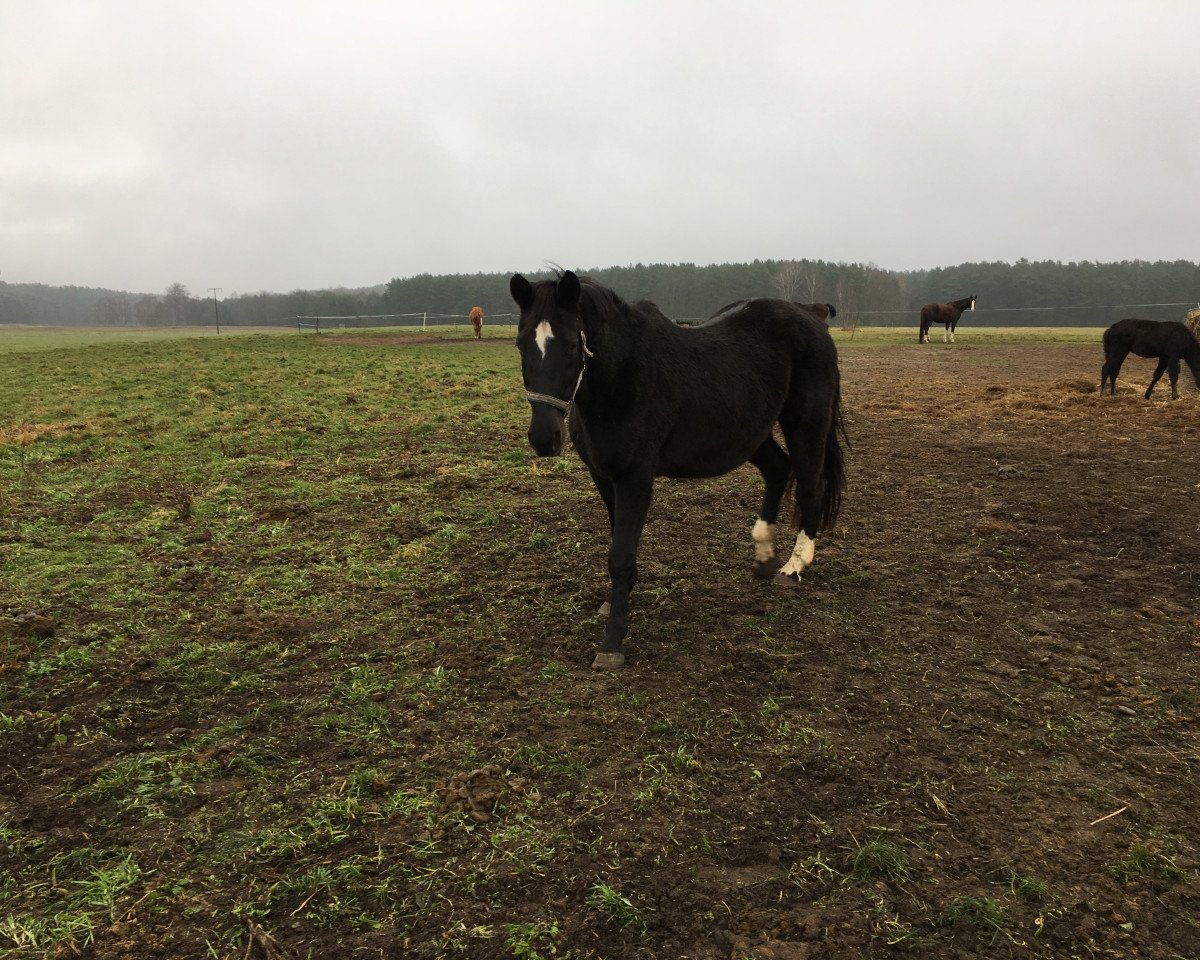 Zuchtstute Rubina (Westfale, 1997, von Rubinstein I)