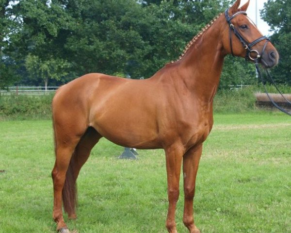 broodmare Wattenelfe (Hanoverian, 2006, from Wolkentanz I)