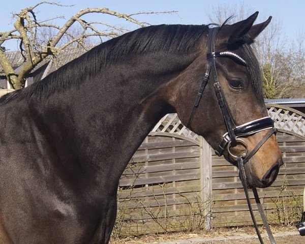 dressage horse Fidelya (Hanoverian, 2014, from Fiderbach OLD)