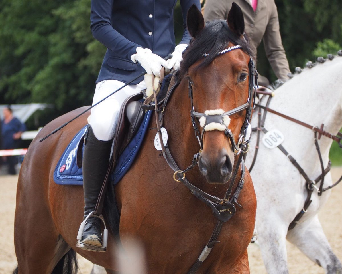 Springpferd Q-Cantus (Holsteiner, 2011, von Verdi)