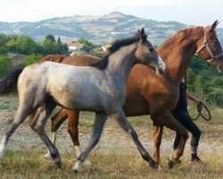 broodmare Lasca (Oldenburg, 2002, from Las Casas)