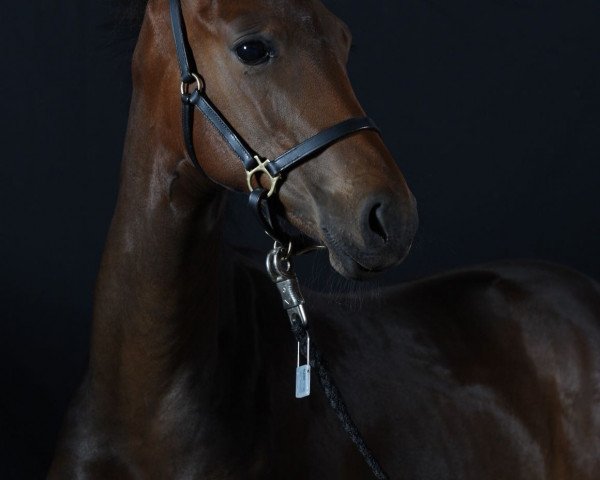 stallion Belissimo M x Sandro Hit (Westphalian, 2018, from Belissimo NRW)