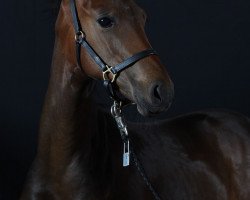 stallion Belissimo M x Sandro Hit (Westphalian, 2018, from Belissimo NRW)