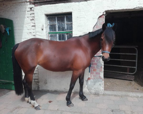 broodmare Safari (German Riding Pony, 2009, from Notre Noir)