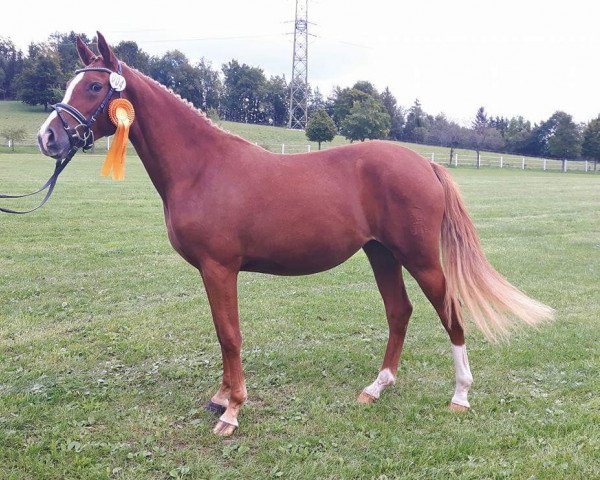 dressage horse Nicoletta (German Riding Pony, 2015, from FS Numero Uno)
