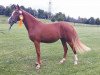 dressage horse Nicoletta (German Riding Pony, 2015, from Fs Numero Uno)