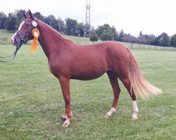 dressage horse Nicoletta (German Riding Pony, 2015, from Fs Numero Uno)