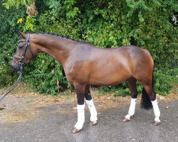 dressage horse Huckleberry (German Riding Pony, 2013, from MPS Hugo Boss WE)