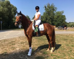 dressage horse Quassimo (Württemberger, 2014, from Quantensprung 3)