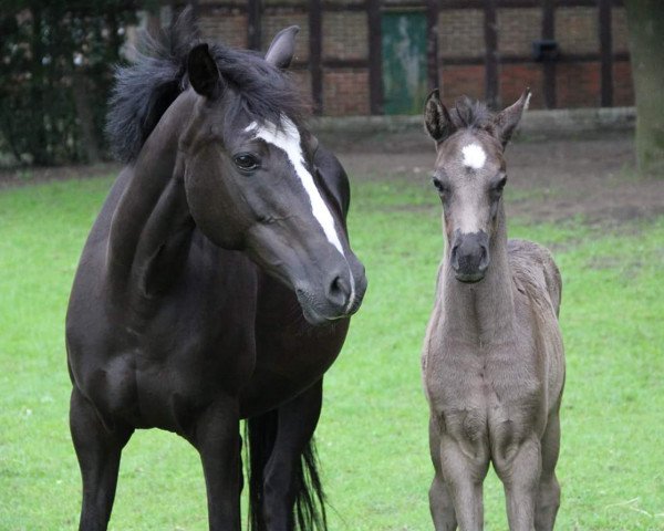 broodmare Bonita (German Riding Pony, 2006, from Boticelli 4)