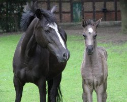 broodmare Bonita (German Riding Pony, 2006, from Boticelli 4)