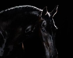 dressage horse de Satino (Hanoverian, 2007, from Don Frederico)