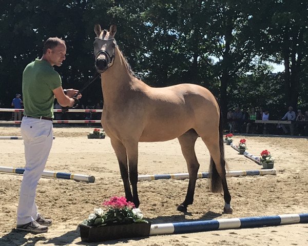 broodmare Golden Sugar A (German Riding Pony, 2015, from HET Golden Dream)