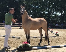 Zuchtstute Golden Sugar A (Deutsches Reitpony, 2015, von HET Golden Dream)