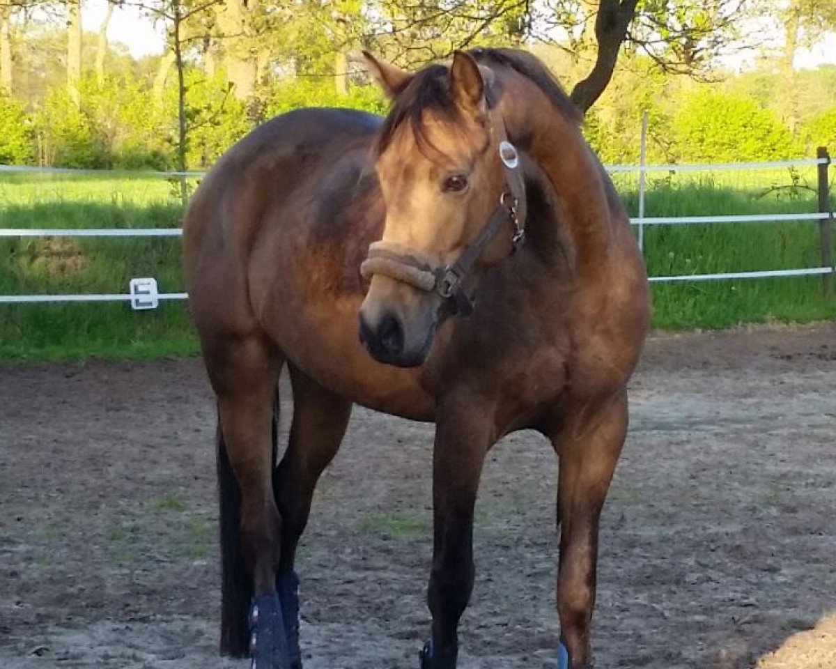 Zuchtstute Oranjehof's Tinkabell (Deutsches Reitpony, 2013, von Orchard Wildeman)