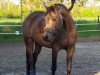 broodmare Oranjehof's Tinkabell (German Riding Pony, 2013, from Orchard Wildeman)