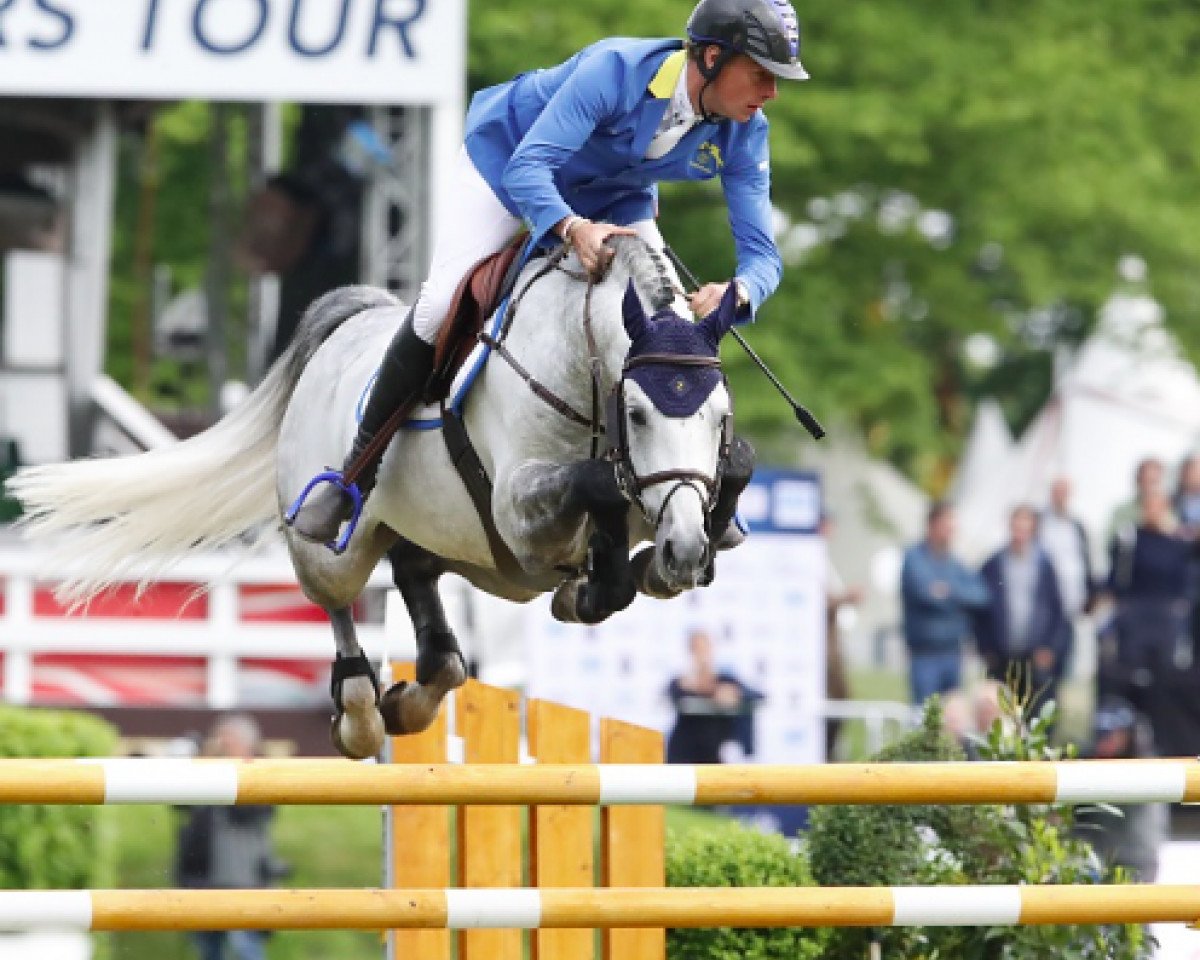 stallion Clintrexo Z (Zangersheide riding horse, 2009, from Clintissimo 197 FIN)