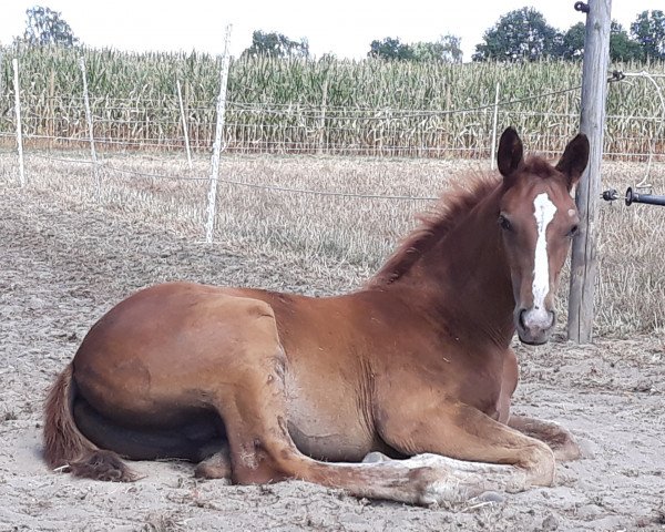 Pferd Lescadeur (Westfale, 2018, von Lafon)