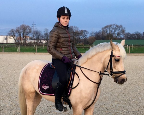 dressage horse Finchen (German Riding Pony, 2009, from Majan's Sunny Boy)