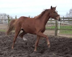 broodmare Queen (Hanoverian, 2017, from Quantensprung 3)