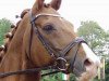 dressage horse Walentino 42 (Hanoverian, 1996, from Wolkentanz I)