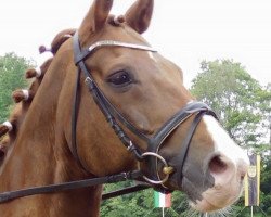 dressage horse Walentino 42 (Hanoverian, 1996, from Wolkentanz I)