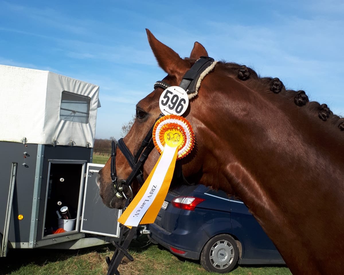 dressage horse San Lui (Westphalian, 2009, from Serano Gold)