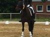 dressage horse Don Fernando 30 (Hanoverian, 2010, from Don Frederico)