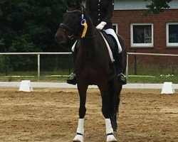 dressage horse Don Fernando 30 (Hanoverian, 2010, from Don Frederico)