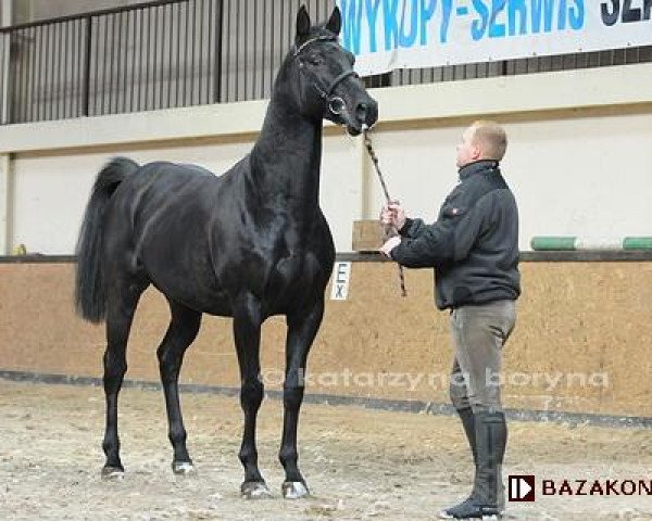 stallion Davinci (Little-Poland (malopolska), 2005, from Veloce de Favi AA)