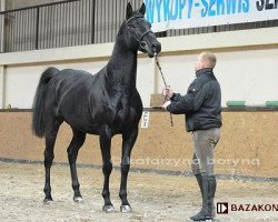 stallion Davinci (Little-Poland (malopolska), 2005, from Veloce de Favi AA)