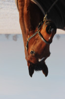 dressage horse First Fidelio (Hanoverian, 2015, from Fuechtels Floriscount OLD)