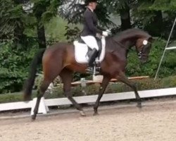 dressage horse Finest Girl 4 (German Sport Horse, 2015, from Finest)