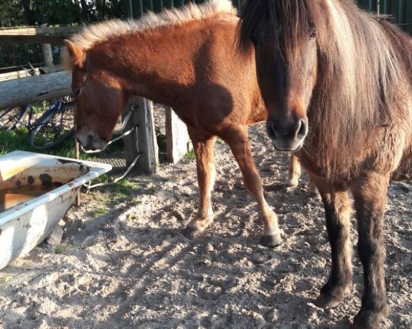 horse Blanda (Iceland Horse, 2004, from Kalli vom Waldhof)