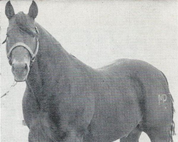 Deckhengst Poco Champ (Quarter Horse, 1950, von Poco Bueno)