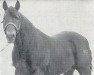 stallion Poco Champ (Quarter Horse, 1950, from Poco Bueno)