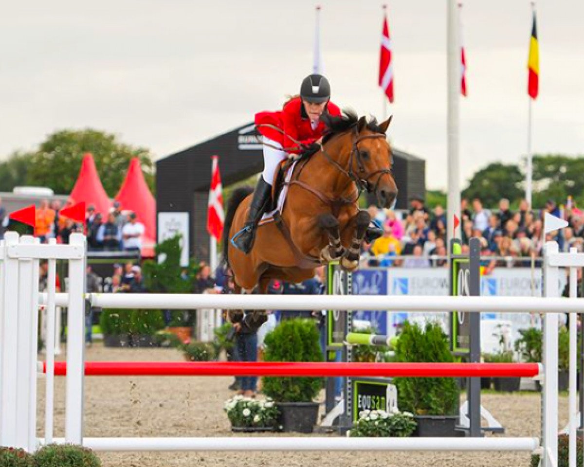 Springpferd Calimero (Nederlands Rijpaarden en Pony, 2005, von Berlin)