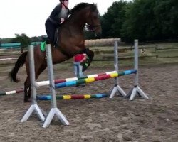 dressage horse Comet 249 (Holsteiner, 2010, from Cardenio)