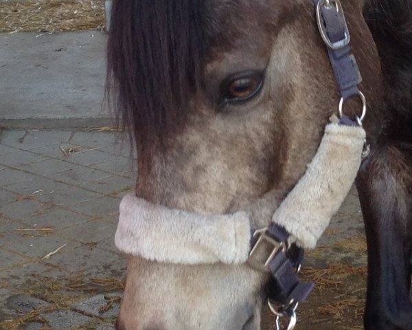 Springpferd Poltergeist (Deutsches Reitpony, 2003, von Pinot Orange)